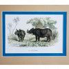 Picture of a hippo and a rhinoceros